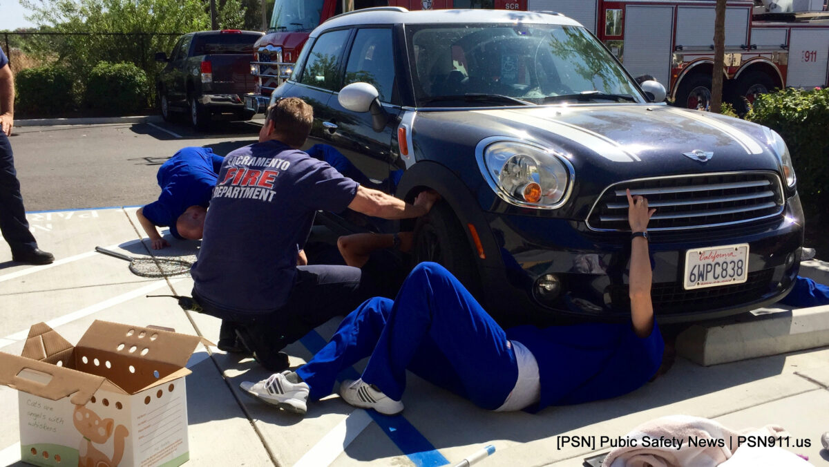 Cat rescued after being stuck in car undercarriage