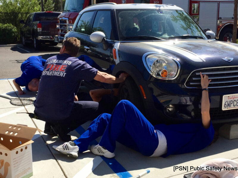 Cat rescued after being stuck in car undercarriage