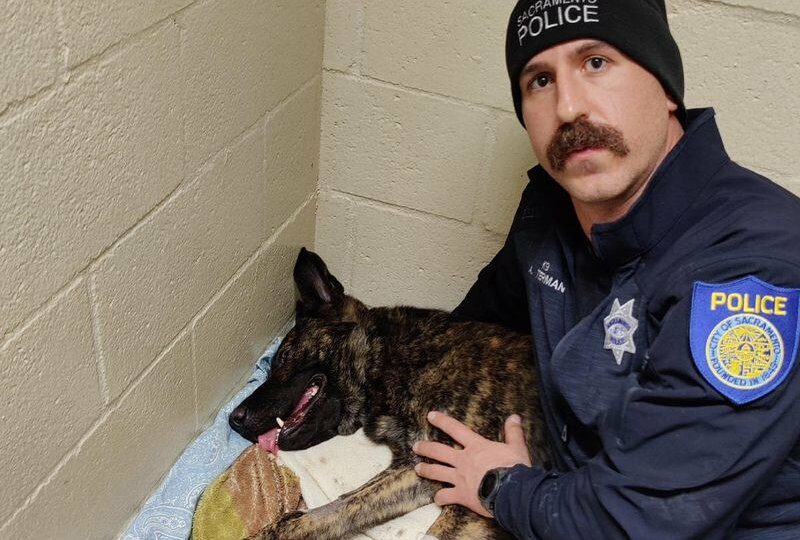 POLICE: Sacramento Police Department K9 “Ranger” Stabbed During Apprehension of Suspect with Felony Warrant